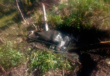 Bomberos rescataron una vaca que cayó en un pozo
