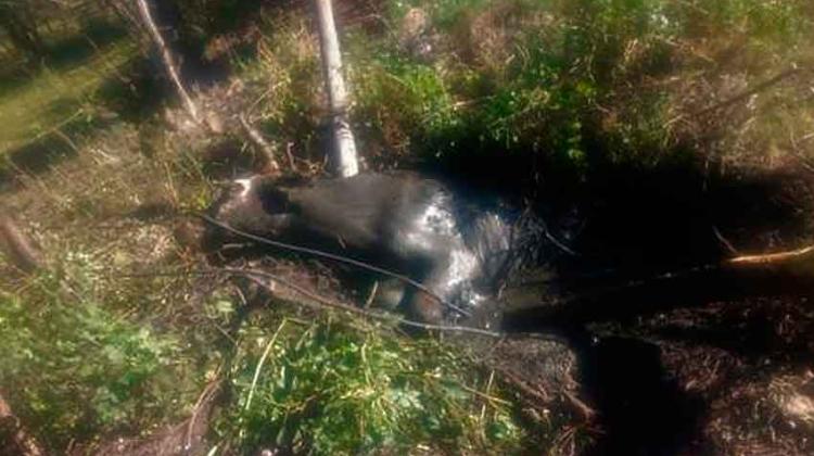Bomberos rescataron una vaca que cayó en un pozo