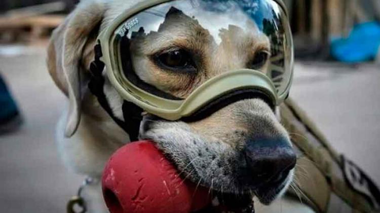 Bomberos del Sur de Sonora tendrán perro de rescate