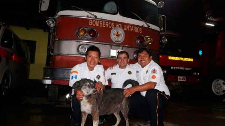 Falleció Pitufa, la perrita rescatista de los Bomberos Voluntarios