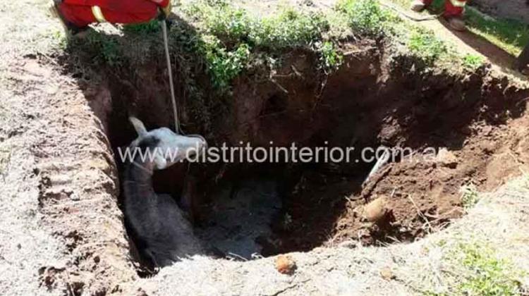 Bomberos rescatan un caballo caído en un pozo ciego