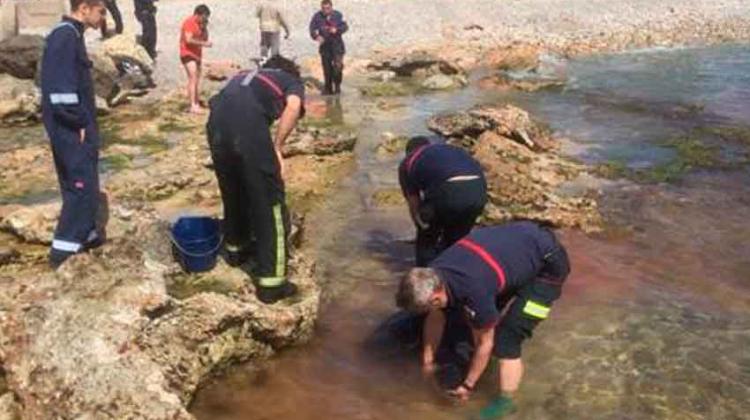 Bomberos rescatan a un delfín varado en la playa de Benicarló Bomberos rescatan a un delfín varado en la playa de Benicarló