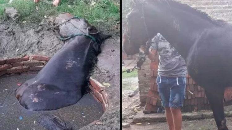 Bomberos de San Genaro rescataron a un caballo que cayó en un pozo