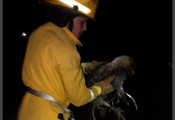 Bomberos rescató a un perrito que había caído al canal