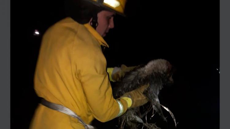 bomberos rescató a un perrito que había caído al canal