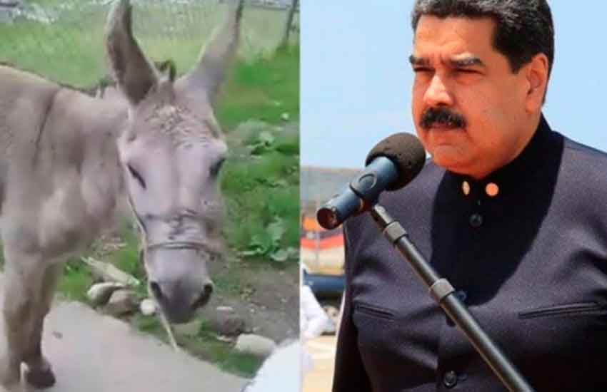 Arrestan a dos bomberos por comparar a Maduro con un burro