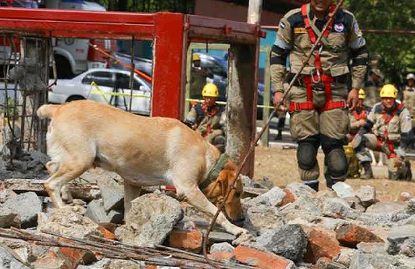 Bomberos ya cuentan con unidad canina de búsqueda