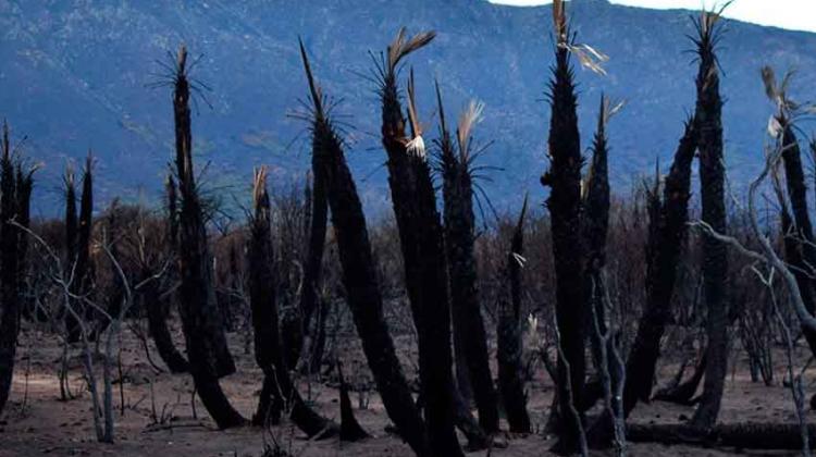 Lograron extinguir el incendio en Papagayos en San Luis Lograron extinguir el incendio en Papagayos en San Luis