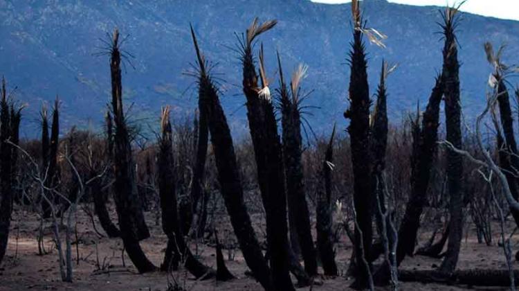 Lograron extinguir el incendio en Papagayos en San Luis