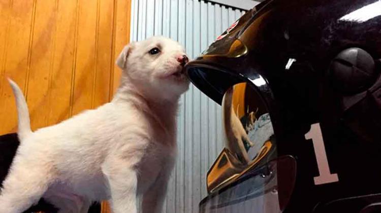 Academia Nacional capacitará a bomberos en rescate de mascotas Academia Nacional capacitará a bomberos en rescate de mascotas