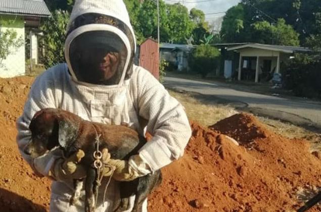 Bomberos de Chiriquí rescatan a perro atacado por abejas africanizadas