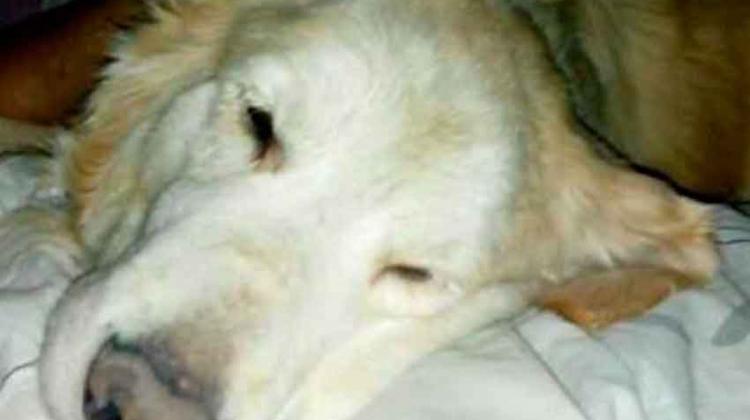Bomberos lamentó la muerte de uno de los perros del grupo K9