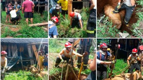 Bomberos de El Soberbio rescatan a vaca que cayó a un pozo