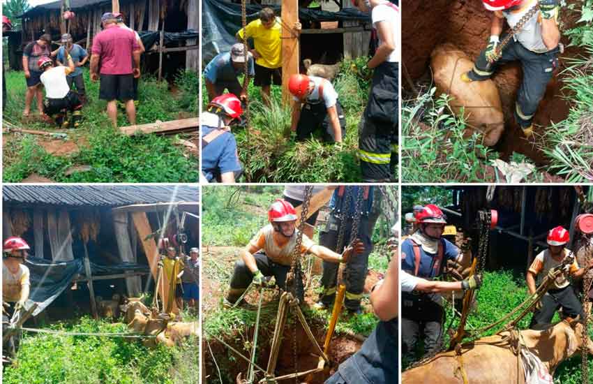 Bomberos de El Soberbio rescatan a vaca que cayó a un pozo