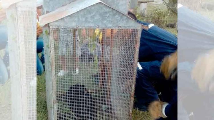 Bomberos Voluntarios rescataron un mono en Calchaquí