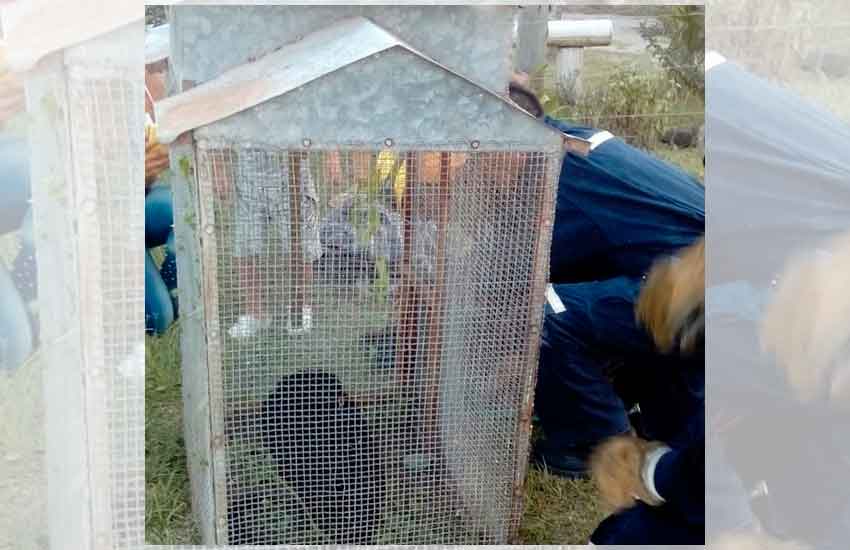 Bomberos Voluntarios rescataron un mono en Calchaquí