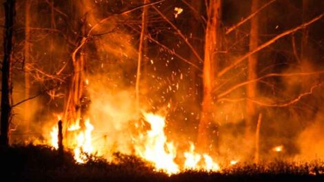 Cuatro Bomberos lesionados por incendio forestal.