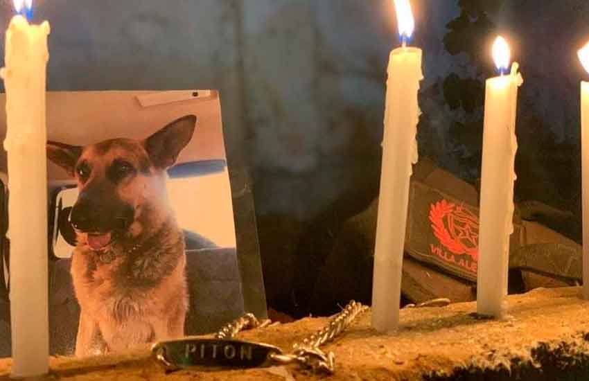 Emotiva despedida de Bomberos a su mascota “Pitón”