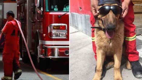 Denuncian que envenenaron a perros de los Bomberos para robar