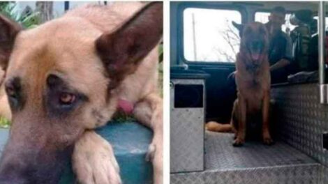 Se perdió el perro de los Bomberos Voluntarios de Almirante Brown