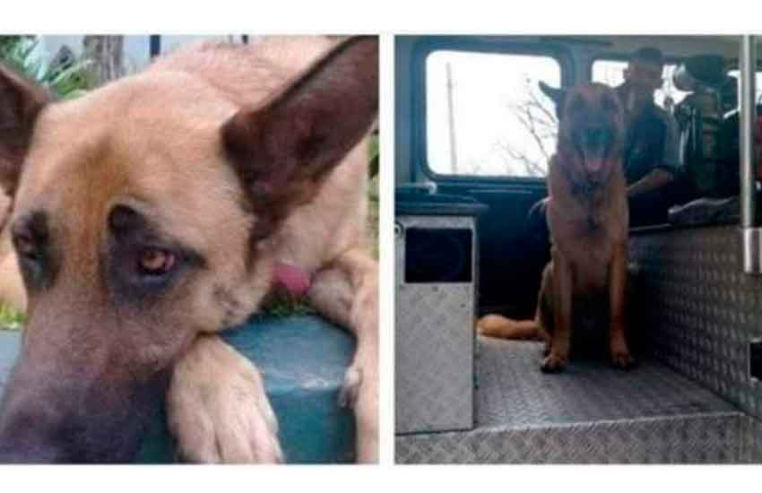 Se perdió el perro de los Bomberos Voluntarios de Almirante Brown