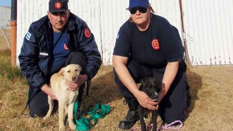 Toby y Mack son los nuevos integrantes de Bomberos de Trenel