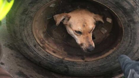 Rescataron un perro que quedó atrapado en una llanta