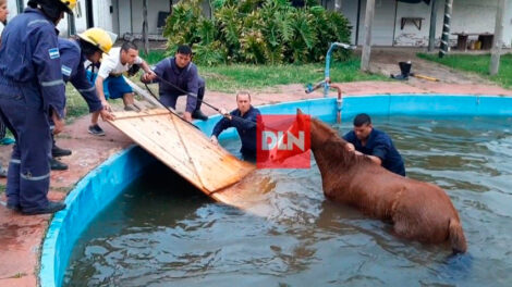 Bomberos de Brandsen rescataron a un caballo que cayó a una pileta