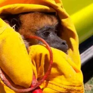 Bomberos de Charata rescataron a un mono carayá