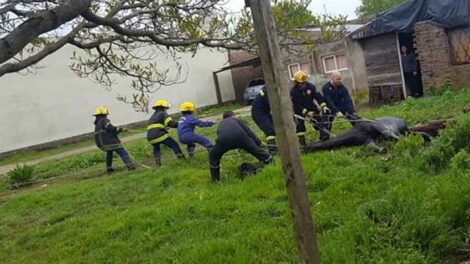 Bomberos rescataron a un caballo que cayó en un pozo