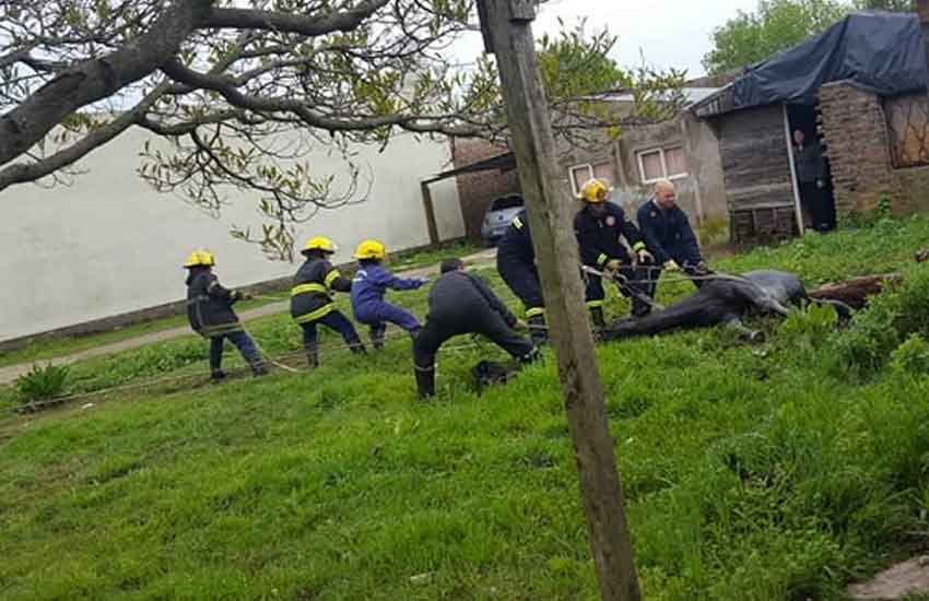 Bomberos rescataron a un caballo que cayó en un pozo