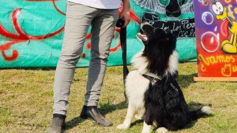 Dolor por el fallecimiento de un perro rescatista