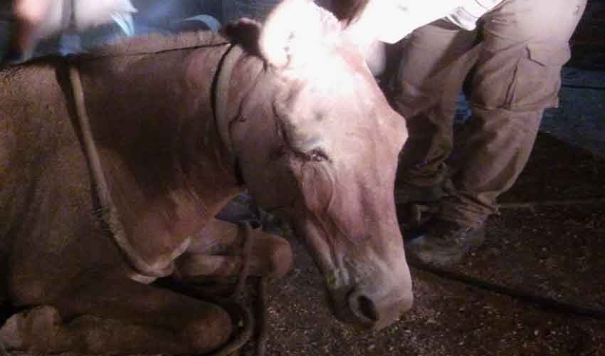 Bomberos trabajaron toda la noche en el rescate de dos equinos