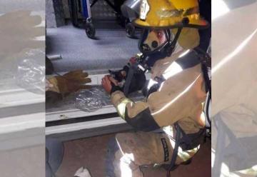 Un bombero de Luján rescató a un gato de un incendio