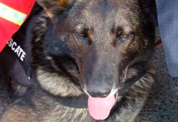 Falleció «Luissi»: El perro de rescate de los Bomberos de Paraná
