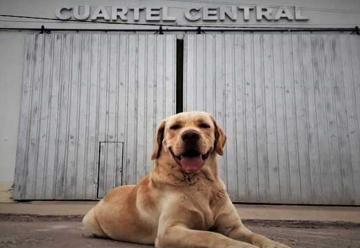 Tupac: El primer perro certificado del Chaco para la búsqueda de personas