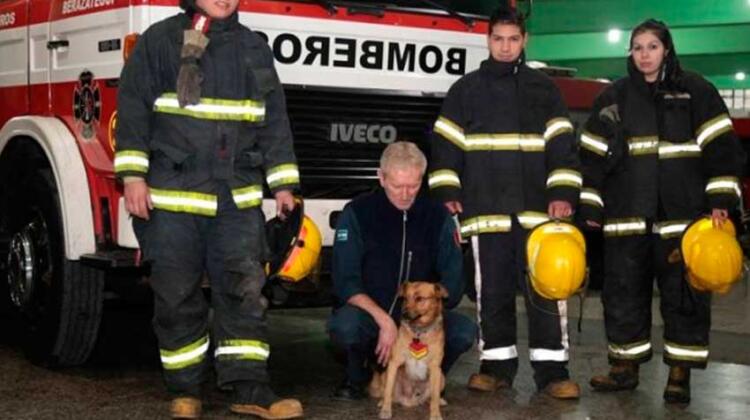 Murió atropellado el perro "bombero" del cuartel de Berazategui