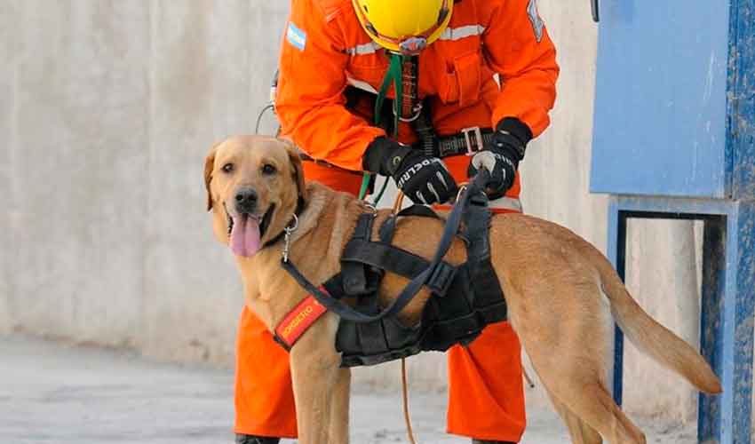 Un bombero perdió a sus perros adiestrados en el incendio de su casa
