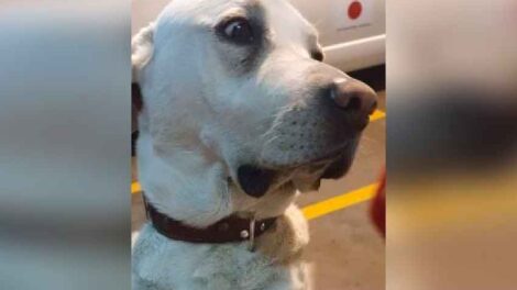 Roban mascota de compañía de Bomberos de La Victoria