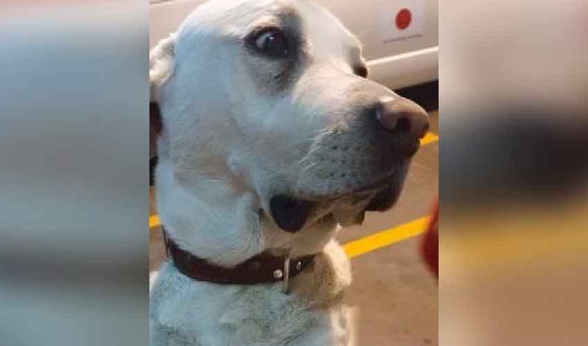 Roban mascota de compañía de Bomberos de La Victoria
