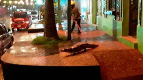 Bomberos Voluntarios de Itá rescatan siete yacarés de las calles