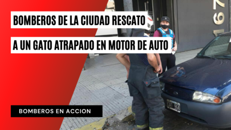 Bomberos rescato a un gato atrapado en motor de auto