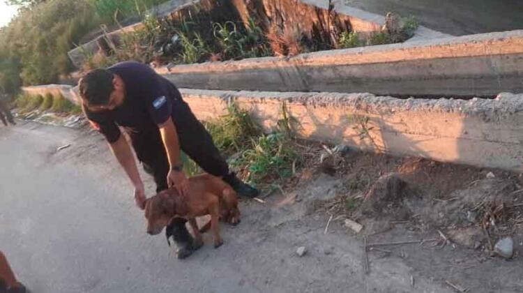 Tres bomberos se arrojaron a un canal para salvar a un perro