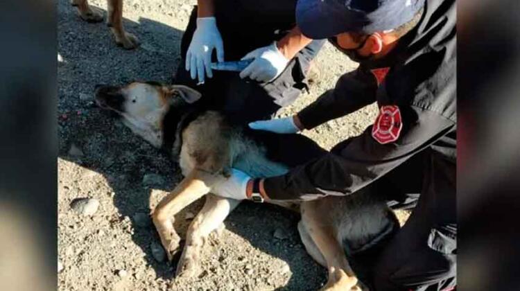 Bomberos salvaron un perro que agonizaba por los incendios en Chubut