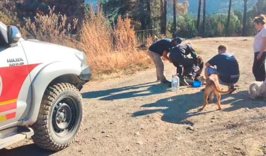 Bomberos salvaron un perro que agonizaba por los incendios en Chubut