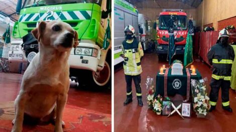 Bomberos despiden a perrita que los acompañó por 12 años