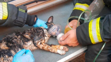 Bomberos rescatan de incendio a un gato y le salvan la vida