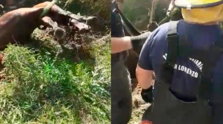 Bomberos rescatan a un caballo que cayó en un pozo