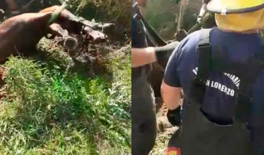 Bomberos rescatan a un caballo que cayó en un pozo