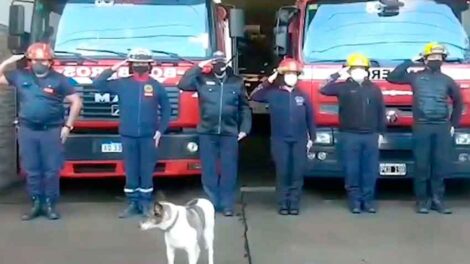 El emotivo adiós a Bombi la perrita callejera de Bomberos